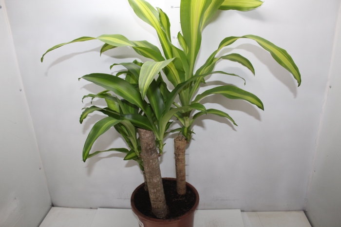 <h4>DRACENA MASSANGEANA P24</h4>