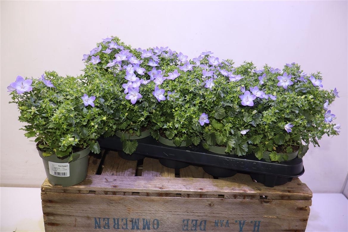 <h4>arr8 Camp Fancy Mee</h4>