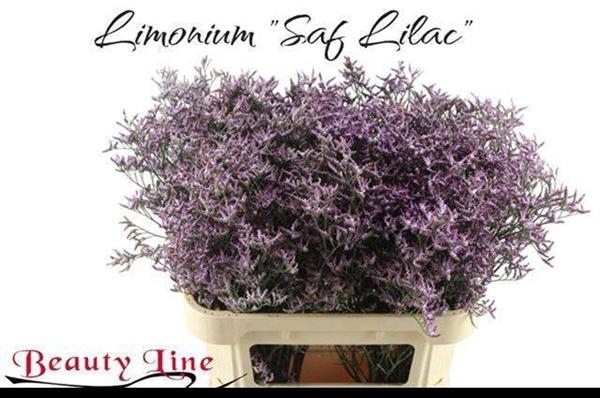 <h4>LIM SAFORA LILAC</h4>