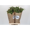Freesia One XXL Blue