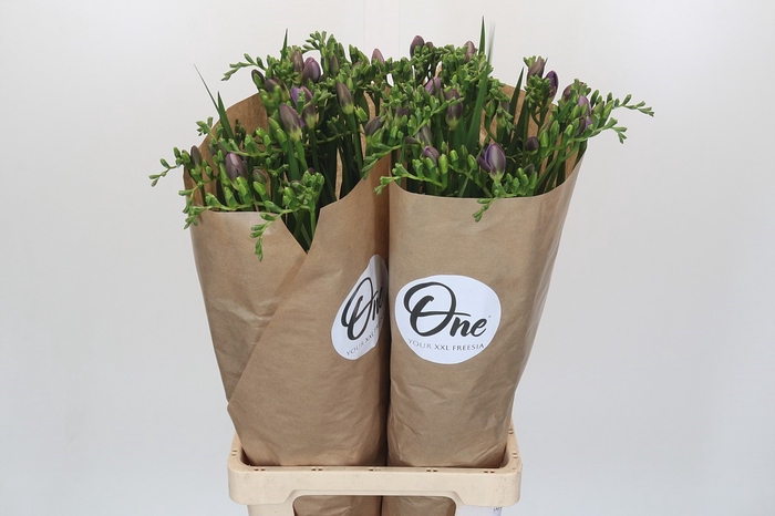 Freesia One XXL Blue