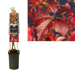 Parthenocissus 'Engelmannii' +3.0 label