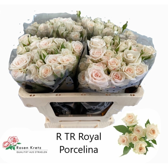 <h4>Rosa Tr Royal Porcelina</h4>