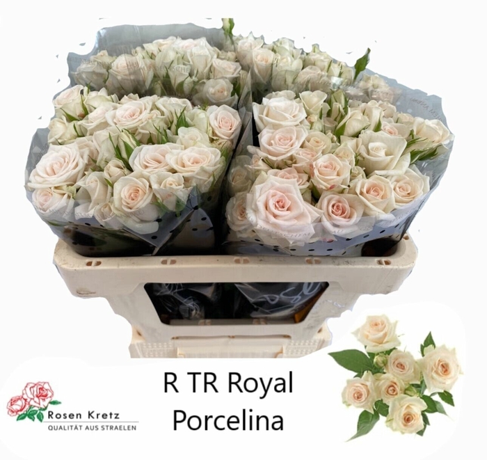 <h4>Rosa tr Royal Porcelina</h4>