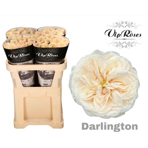 R GR DARLINGTON
