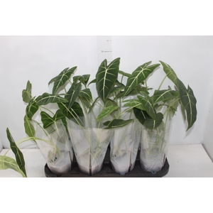 ALOCASIA FRYDEK P12