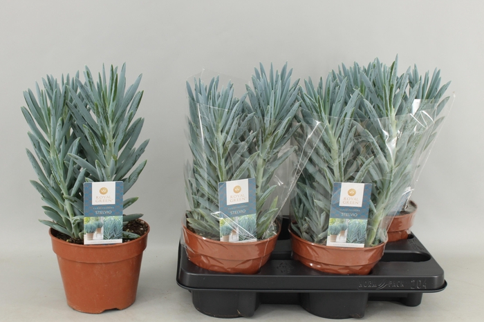 <h4>CURIO F STELVIO</h4>