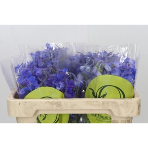 Delph En Belladonna Volkerfrieden Oriental Blue