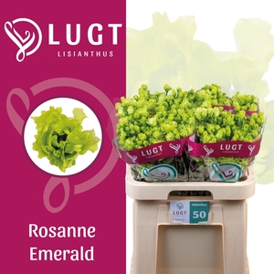 EUS G ROSAN EMERALD