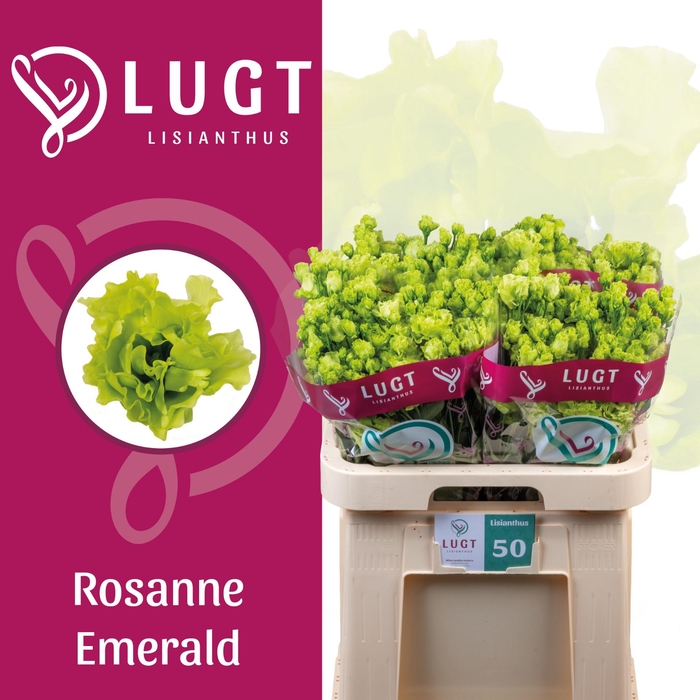 <h4>EUS G ROSAN EMERALD</h4>