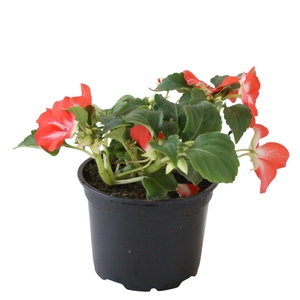 Impatiens Walleriana zalm p9