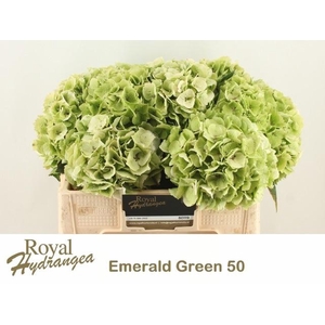 HYDR M MAG EMERAL CL