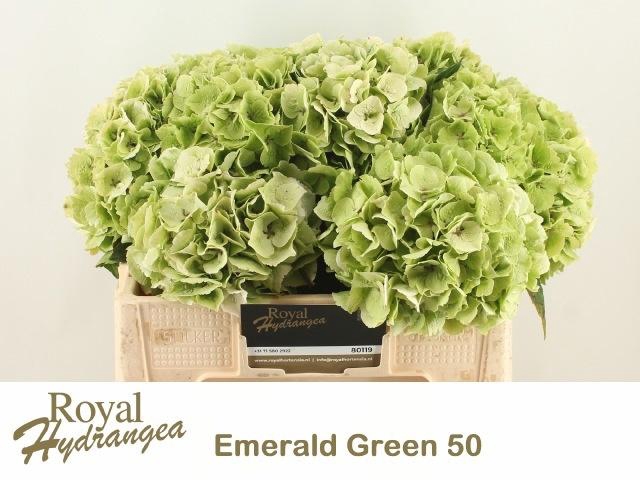 <h4>HYDR M MAG EMERAL CL</h4>