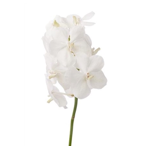 Vanda Tayan Opal Whi