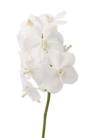 <h4>Vanda Tayan Opal Whi</h4>
