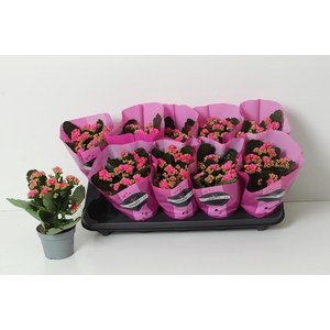 KAL GE PERFECTA PURP