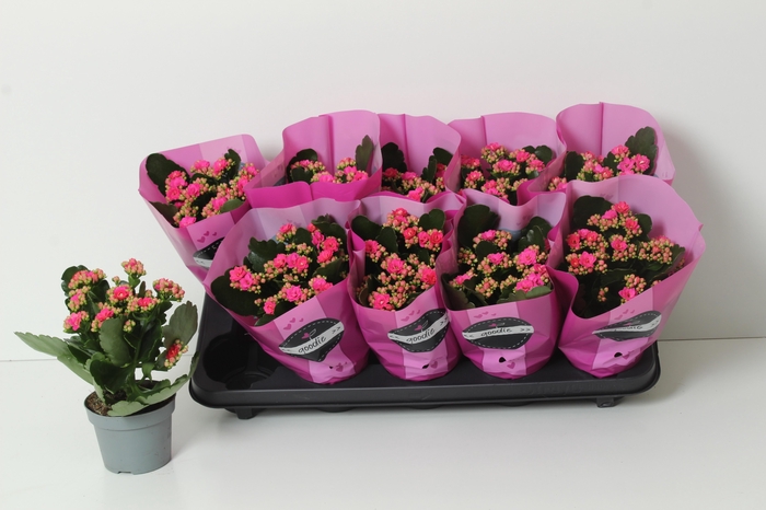 <h4>KAL GE PERFECTA PURP</h4>