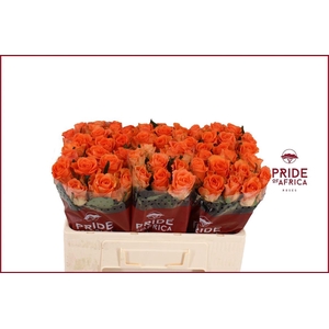 Rosa a grande fleur On Fire