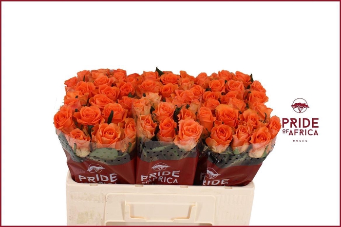 <h4>Rosa a grande fleur On Fire</h4>