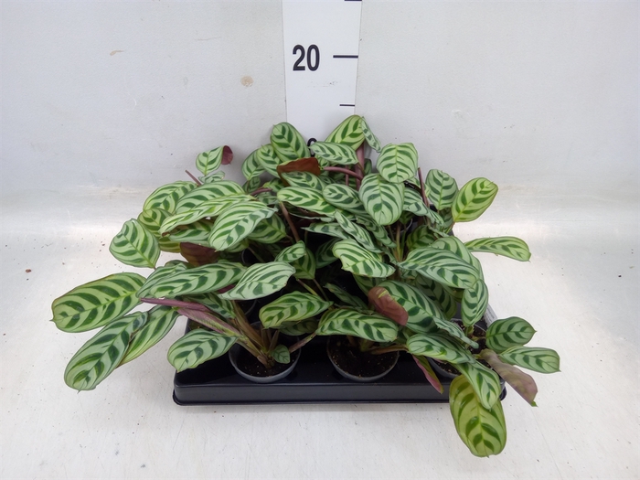 <h4>Maranta leuc.   ...</h4>