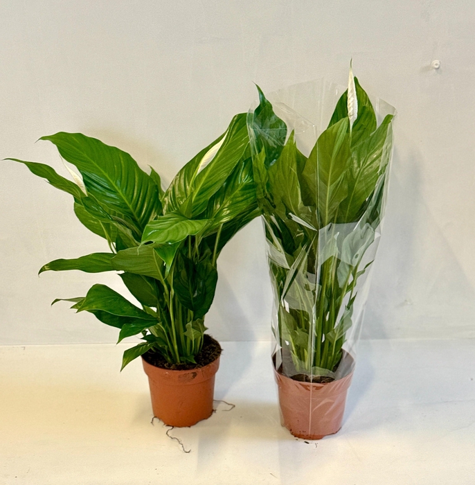 <h4>SPATH SWEET SILVIO</h4>