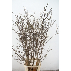 MAGNOLIA GEORGE HENRY KERN 180CM