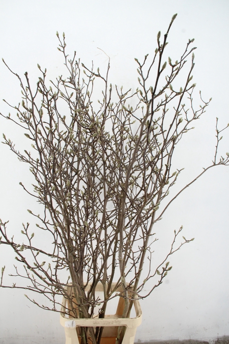 <h4>MAGNOLIA GEORGE HENRY KERN 180CM</h4>