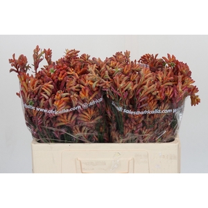 Anigozanthos Bush Diamond