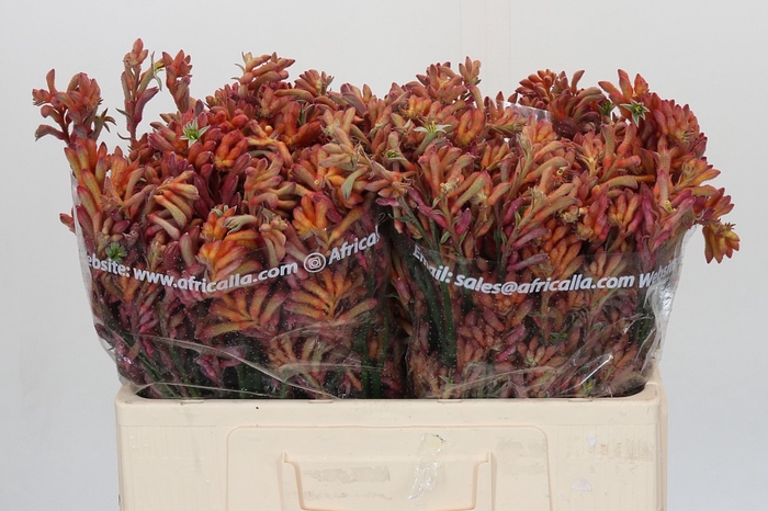 <h4>Anigozanthos Bush Diamond</h4>