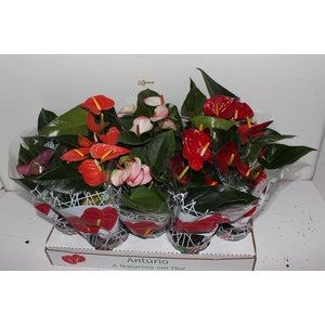 ANTHURIUM VARIADO P12