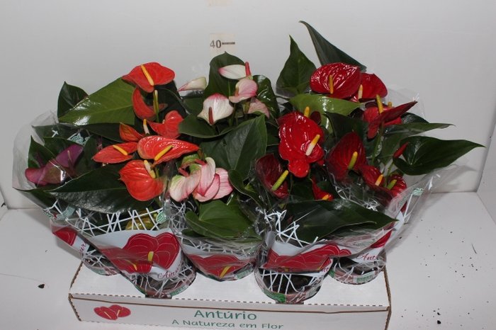 ANTHURIUM VARIADO P12