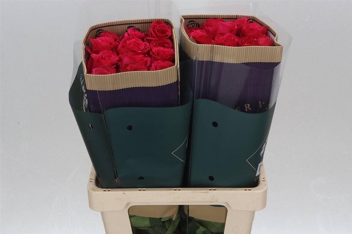 <h4>R Eq Full Monty</h4>