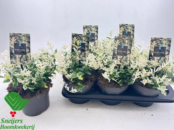<h4>EUONYMUS FO HARLEQUI</h4>