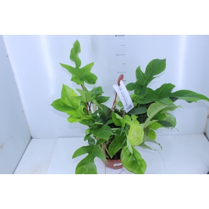 PHILODENDRON SQUAMIFERUM C21