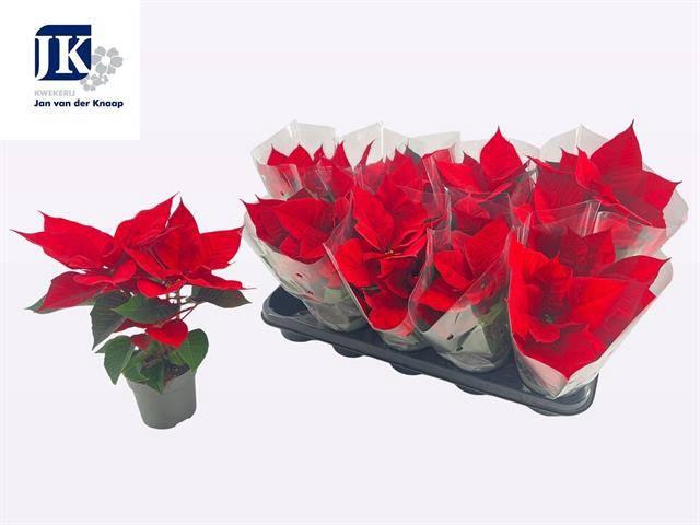 <h4>EUPHOR P CHR F RED</h4>