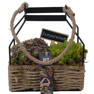 Arr.  Sempervivum L%