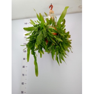 Lepismium houlletianum