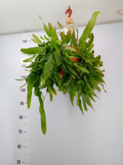 <h4>Lepismium houlletianum</h4>