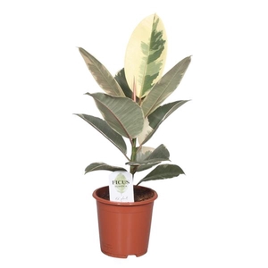 Ficus Elastica Tineke