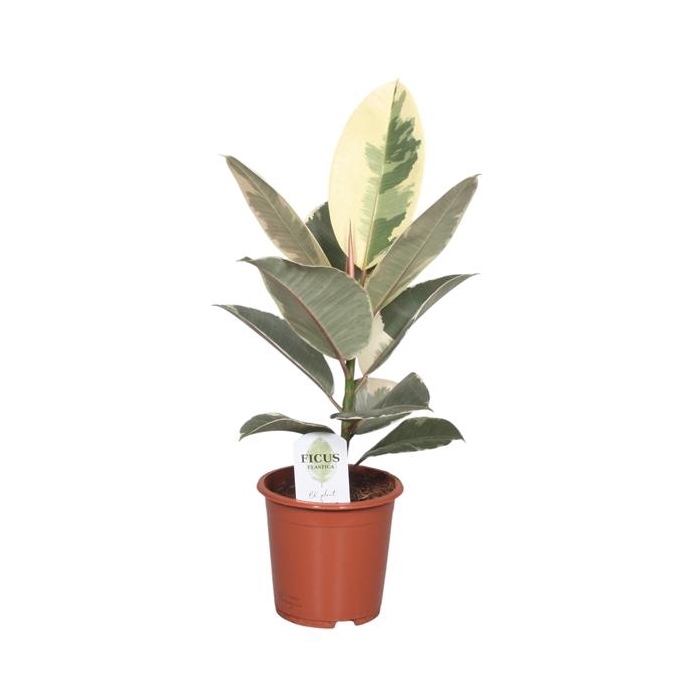 <h4>Ficus Elastica Tineke</h4>