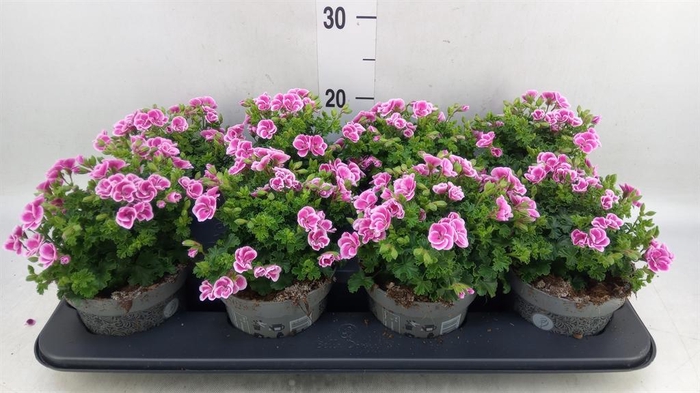 <h4>Pelargonium gran.   ..</h4>