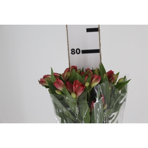 ALSTROEMERIA CORSICA 080 CM