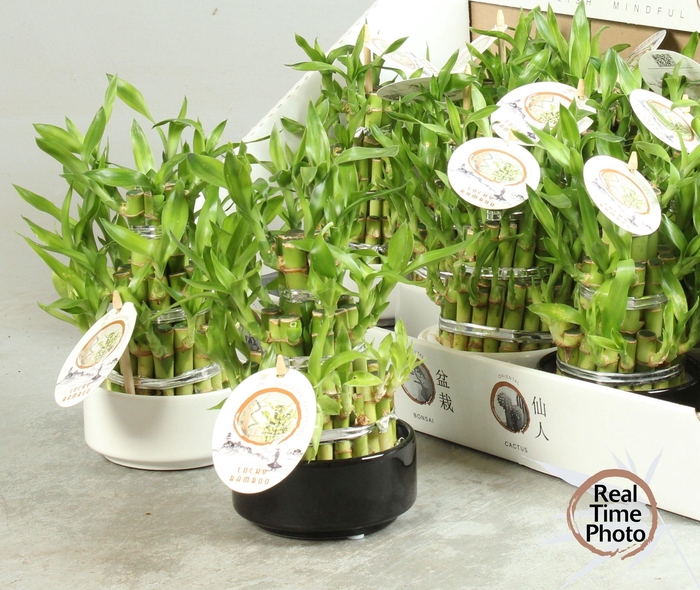 <h4>DRA LUCKY BAMBOO</h4>