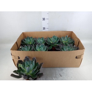 Echeveria   ...