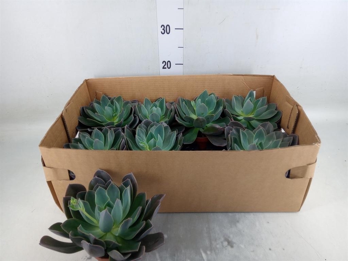 <h4>Echeveria   ...</h4>