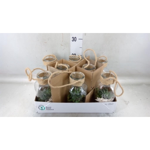 Arr.   Kamerplant Groen L%