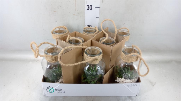 <h4>Arr.   Kamerplant Groen L%</h4>