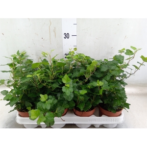 Hedera helix 'Wonder'