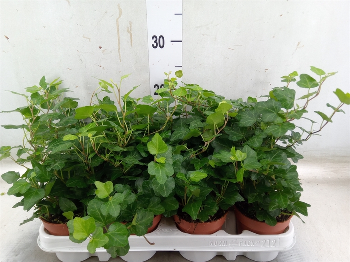 <h4>Hedera helix 'Wonder'</h4>