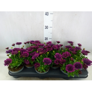 Osteospermum  'FlowPow Dbl Purple'